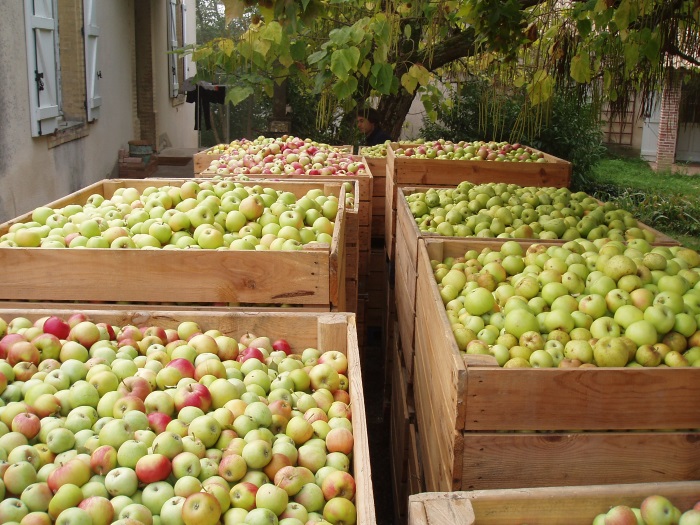 variétés de pommes pour pur jus de fruits